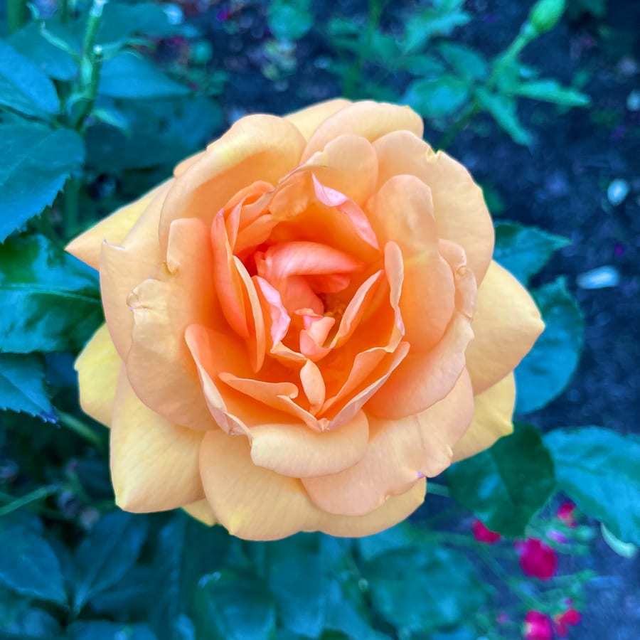 International Rose Test Garden